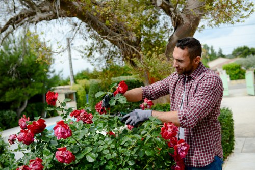 A man wearing a checked shirt and gardening gloves is tending to a lush rose bush with vibrant red flowers in a well-maintained garden. The garden features a neatly trimmed hedge running along a paved pathway and a large tree providing partial shade. In the background, there are suburban houses and a clear sky indicating a bright, sunny day. The scene captures outdoor gardening activity typical of landscaped residential gardens in Chiswick, with visible natural tones of green foliage, colorful blooms, and textured paving. The setting reflects a peaceful and cultivated outdoor space suitable for professional gardening and landscaping services from Landscapers Chiswick to enhance local garden aesthetics.