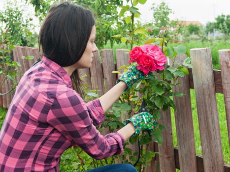A woman in a pink and black checkered shirt and gardening gloves is pruning a vibrant pink rose bush in a well-maintained front garden. The garden features a wooden fence with evenly spaced vertical planks, behind which lush green foliage and small trees are visible. The flower bed along the fence contains soil and various flowering plants, adding colour and texture to the outdoor space. The grass lawn in the foreground appears dense and neatly trimmed, providing a lush green carpet that complements the natural tones of the garden. Sunlight illuminates the scene, suggesting a clear day, with the garden environment indicating careful landscaping typical of residential properties in Chiswick. The garden layout shows a combination of flower beds, lawn, and fencing that aligns with typical gardening and landscaping services offered by local experts such as Landscapers Chiswick, supporting sustainable outdoor maintenance and garden enhancement in the area.