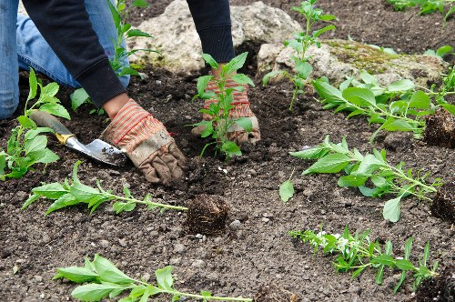 A gardener wearing protective gloves and a dark sweater is planting young shrubs into freshly turned, dark soil within a landscaped garden area. The garden features a neat arrangement of small green plants with broad leaves, organized in rows along the soil bed, which is bordered by larger rocks and patches of green lawn. The background shows a well-maintained outdoor space, possibly part of a front or back garden in Chiswick, with natural light indicating clear weather conditions. The scene emphasizes soil preparation and planting activities, reflecting professional gardening and landscaping services offered by Landscapers Chiswick in the local area, supporting garden improvement and maintenance projects.