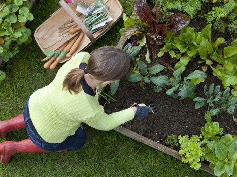 A woman with brown hair tied in a ponytail, wearing a bright yellow-green sweater, dark jeans, and red waterproof boots, is kneeling on a well-maintained lawn in a garden in Chiswick, London. She is actively planting or tending to a raised wooden garden bed filled with dark, rich soil and various leafy green vegetables, possibly including kale or cabbage. Surrounding the bed are lush, healthy plants and shrubs, some with reddish-purple leaves. To her left, a light-colored wooden garden tray holds gardening tools such as small spades and pruners. The garden area features a neat lawn with vibrant, evenly cut grass, bordered by dense foliage and other garden beds. The natural outdoor environment suggests an early morning or cloudy weather, providing soft, diffused light conducive to gardening activities. This scene reflects professional gardening practices typical of landscaping services in Chiswick, emphasizing maintenance and sustainable garden cultivation while showcasing a tidy, inviting outdoor space in West London.