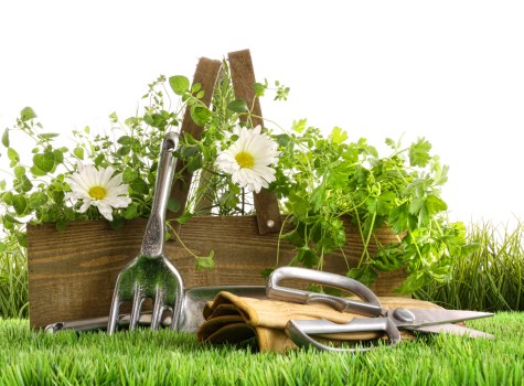 Professional landscaper designing a garden in Chiswick