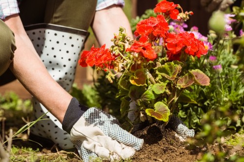 A close-up view of a gardener's hands wearing gardening gloves, planting vibrant red geraniums into dark, moist soil within a landscaped outdoor garden. The garden features a structured flower bed bordered by natural soil, with emerging green foliage and small flowering plants in the background. The setting appears to be in a suburban garden, possibly in Chiswick, with natural sunlight illuminating the scene, highlighting the bright colours of the flowers and the healthy soil. The gardener is partially visible, wearing a green sleeve, and appears to be engaged in flower bed creation or maintenance, which is part of regular gardening services for enhancing outdoor spaces. The overall environment is tidy, with fresh growth evident, and the scene reflects a professional approach to garden beautification and landscape presentation, aligning with services offered by Landscapers Chiswick for garden design and plant planting in local outdoor spaces.