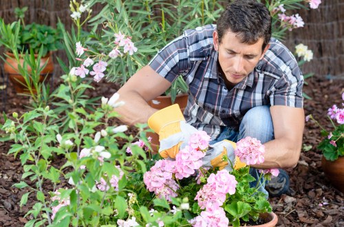 A man wearing a short-sleeved, blue plaid shirt is tending to pink flowering plants in a garden. He is kneeling on mulch or soil, using gardening gloves, and appears to be carefully pruning or inspecting the plants. Behind him, there are potted plants with green foliage and pink blossoms, alongside other garden plants with broad green leaves and tall stems. The garden features a mix of flowering shrubs and leafy greenery, creating a lush outdoor space typical of residential gardens in Chiswick. The scene is well-lit, suggesting daytime with natural sunlight illuminating the vibrant colours of the flowers and leaves. This outdoor garden environment highlights maintenance and care, which are key aspects of professional gardening and landscaping services offered by Landscapers Chiswick, particularly relevant for garden upkeep, planting, and floral enhancement in the local area.
